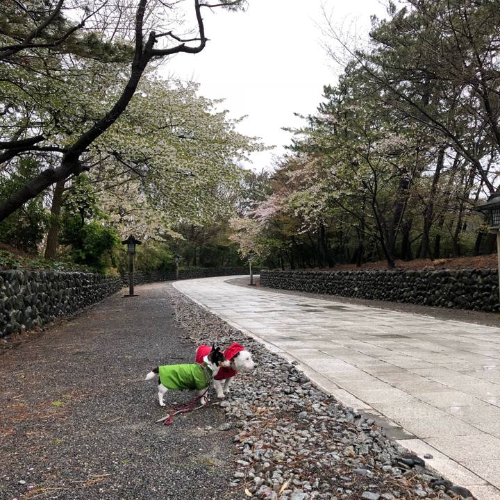 45c6fc2e 0f4e 498a 958a 0f11c77466aa 1523761481432