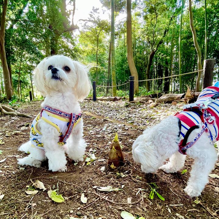 45c875f4 afb6 4421 88c8 8ce55ca7785a 1619597547633