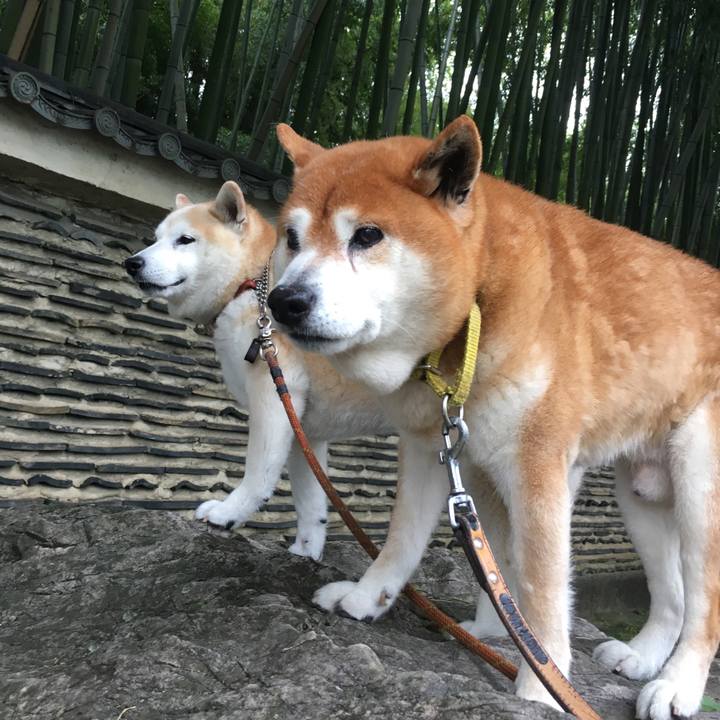 45cb4264 625e 4623 86c6 7eb30749b594 1526200171392