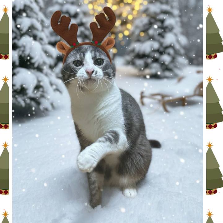 45cc6591 2681 4443 a097 7476cb187b6b 1765632248259