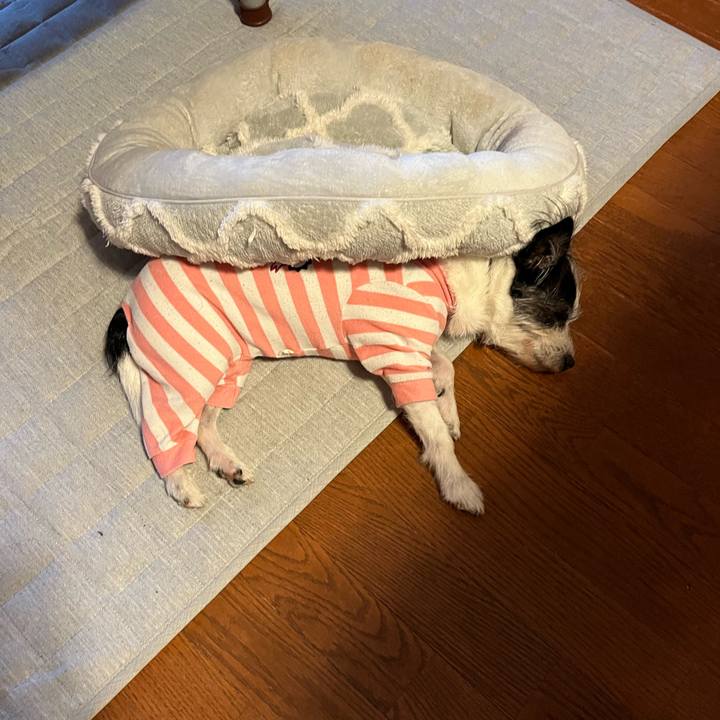 45cd043a 2ace 4fd3 bd30 43a5fd103058 1736433101718