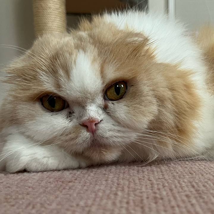 45ce441d 43b3 4699 8564 5c36aae668ef 1720219445709