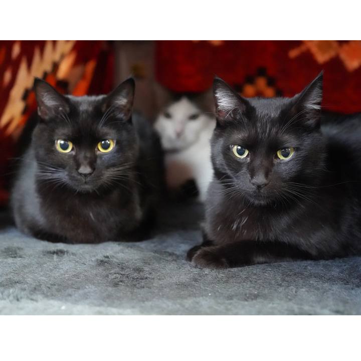 45cf0bf6 478c 4f81 8d00 a2b7aac44523 1576069257958