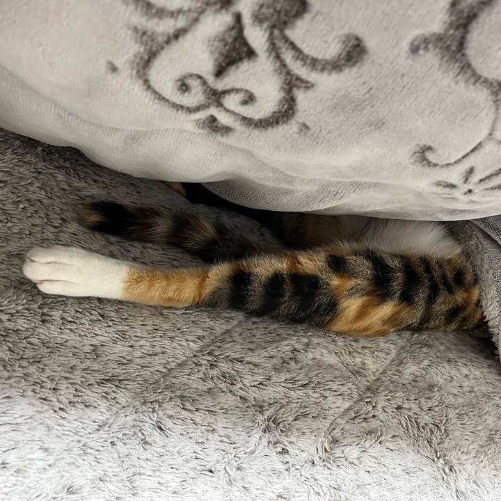 45cf310d e4e0 4f73 8e69 b0f8381f3bb9 1674051203874