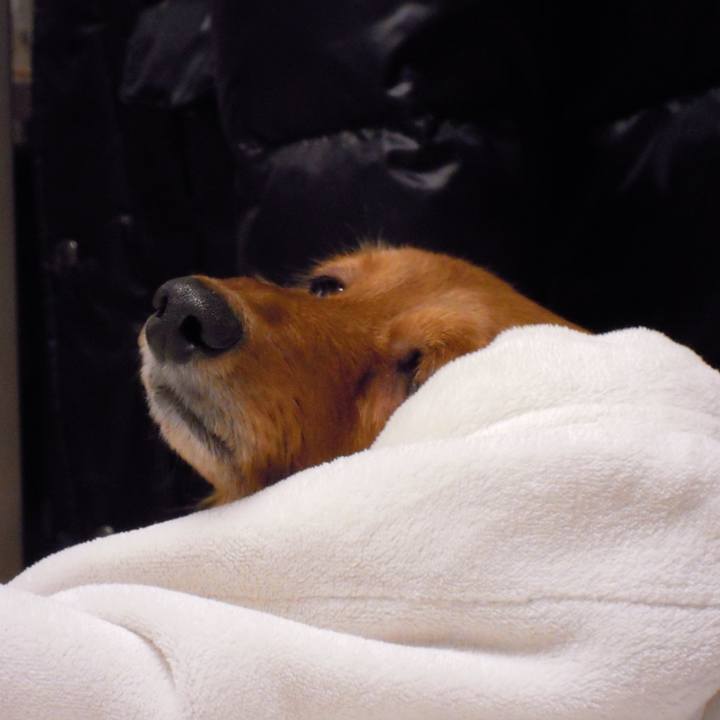 45d2135a 90be 444a a1f1 4b63a87e0bef 1541012879243