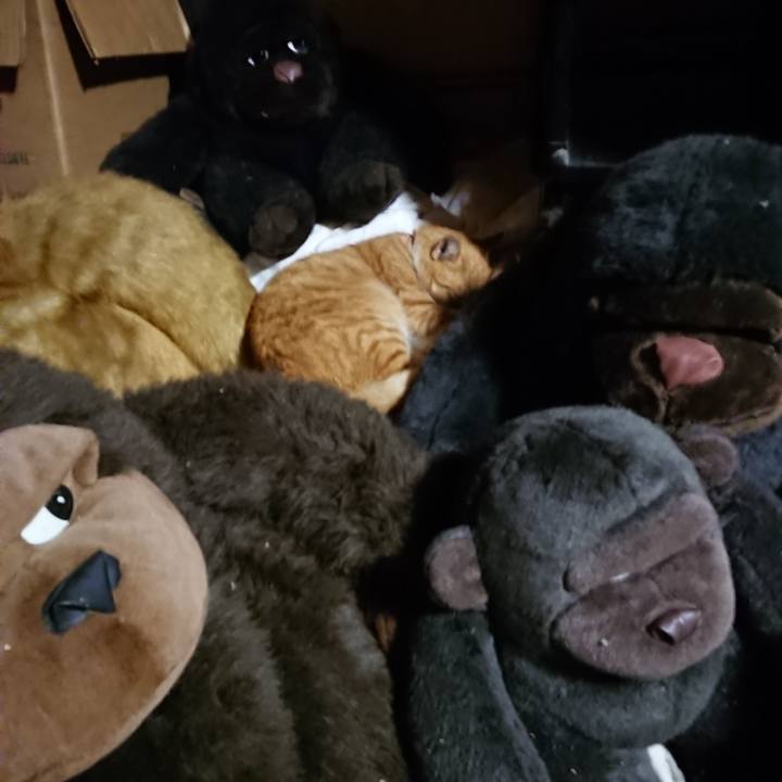 45d2275f 231f 4dee 844a 0eb1fc2387c5 1603626826410