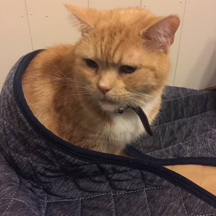 45d8f9c2 bc7a 42d2 89e3 1e9012ca3ed2 1549361736099