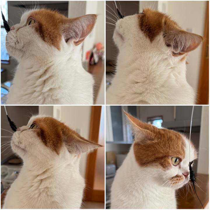 45da49cc af5d 414b a314 96ac76f0bc75 1765852107609