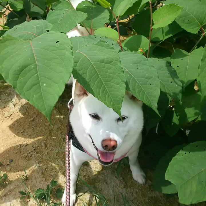 45dd4e39 1dd0 4aca 893e 43e9cfc74853 1528425281541