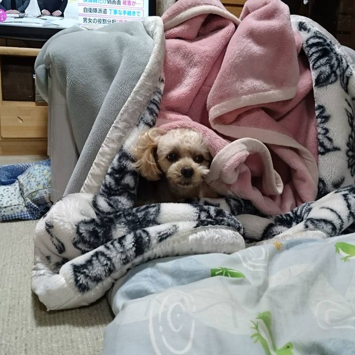 45dd7f47 d079 4a56 bd70 894407c8e1f7 1575287068578