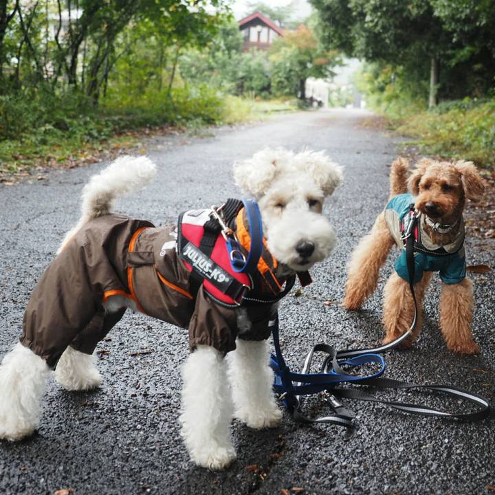 45dd8127 dc8d 4f64 8bf9 8fff1ee523fd 1508123380356