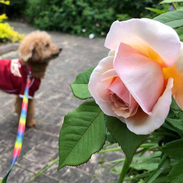 45de4c8c 69f3 4bc8 9f4c 4ad1af925f14 1559440821522