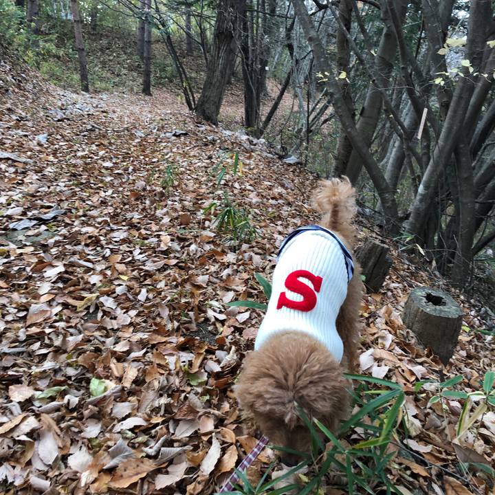 45e08909 314f 4375 835a 543ee13bc89c 1543367291002