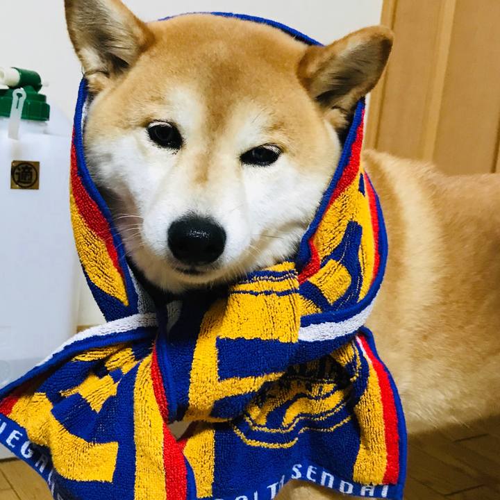 45e20a7a d7db 4a52 9da4 2f91fc21a34f 1544353176096