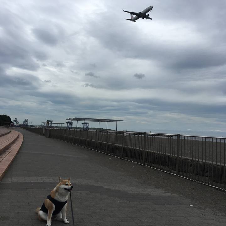 45e2d8f0 94d4 4c3c 93d8 f5836b629bb6 1561626344655