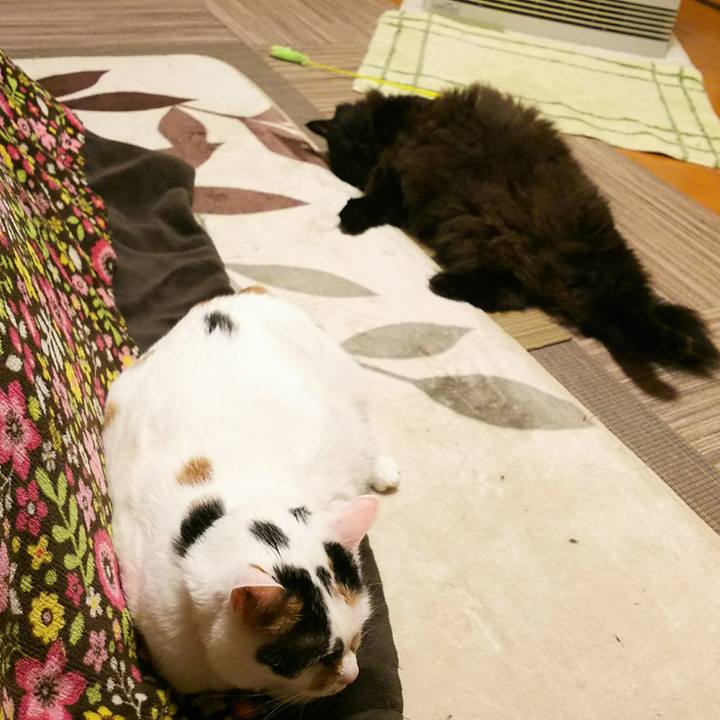 45e3bf7d 9d28 4b46 86ab 5faa0bab0a0b 1544100389307