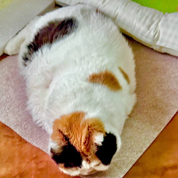 45e5104d b89e 4bbe 8808 728b5310465c 1733348740626