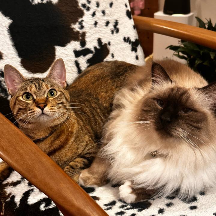 45e8a0f3 b007 4e74 889c e377d967f54b 1734500762769