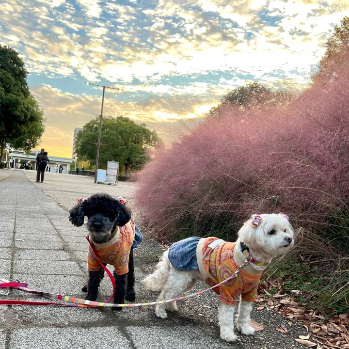 45e9ca9d dea0 4d67 8f4e c4131580f1bd 1762943992117