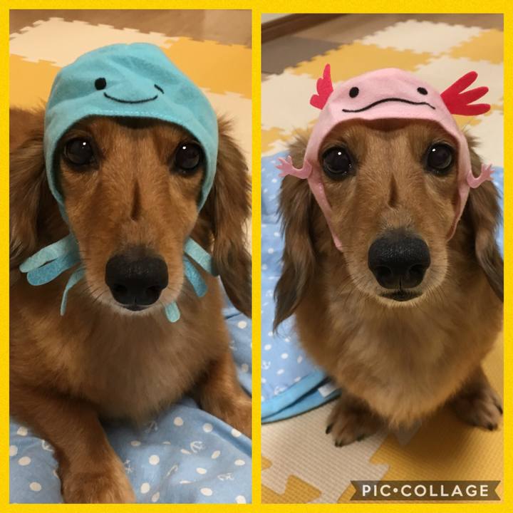 45e9ee4e 37a5 4540 9a18 0ae946f17b04 1535801002332