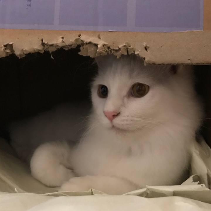 45ebc2c1 5f54 4c4e 8d33 7e34b595a161 1522382084267