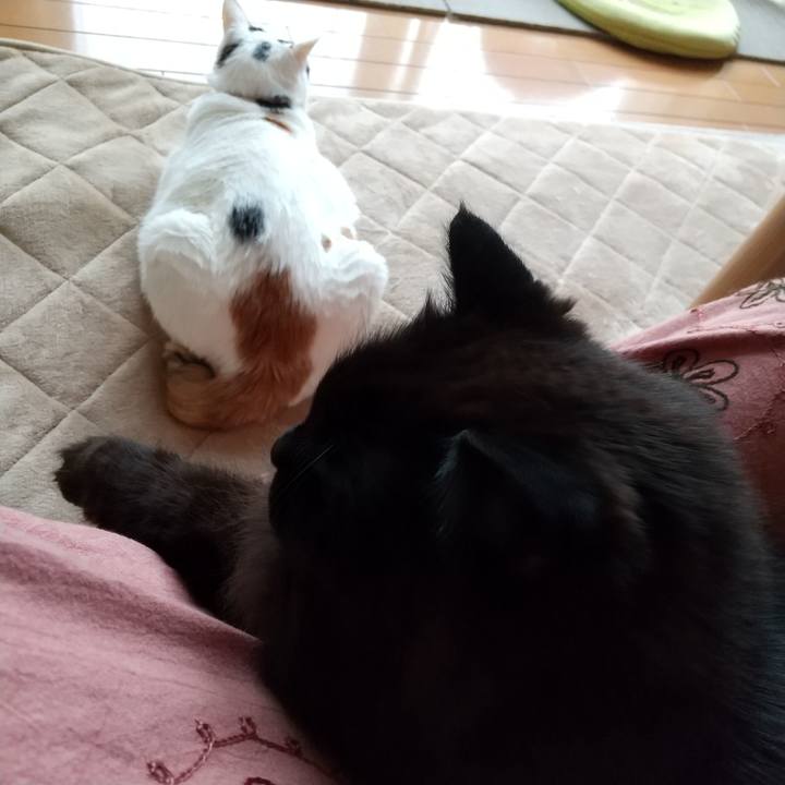 45f0a5fc c229 407e 98ff 5cf677e2e72a 1653628322078