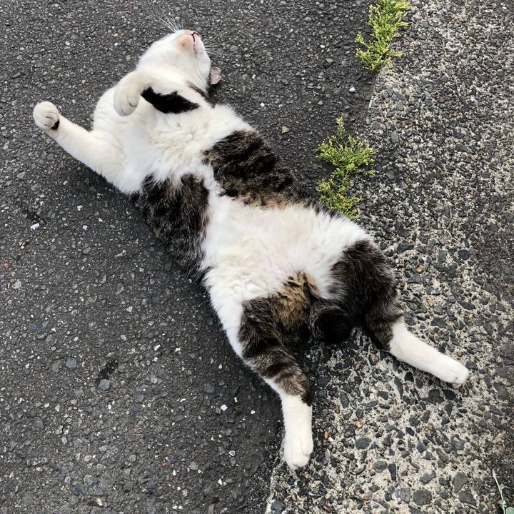 45f1f46e e4c6 4c87 84d1 3556bd35f8d0 1526553732938