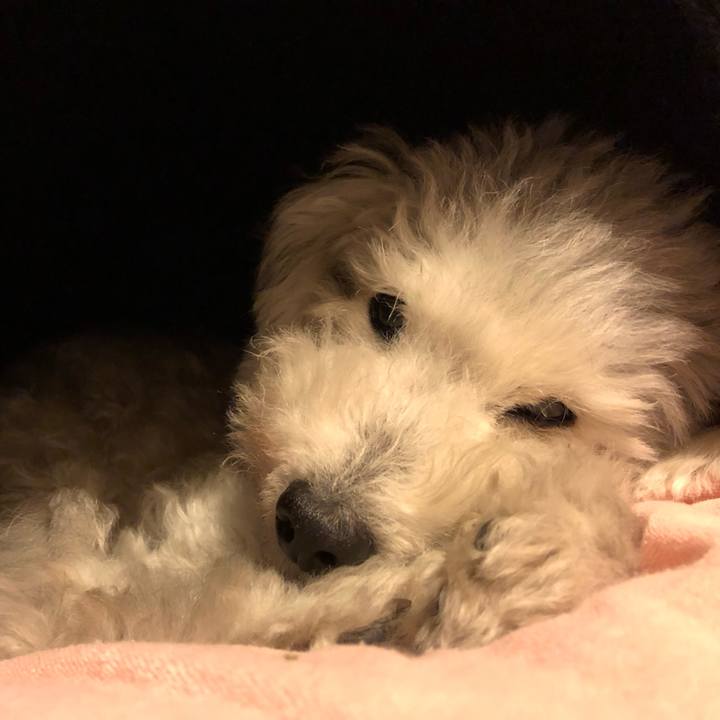 45f28afd 1da4 4d64 9add 09f8a6a3f34c 1636125397651