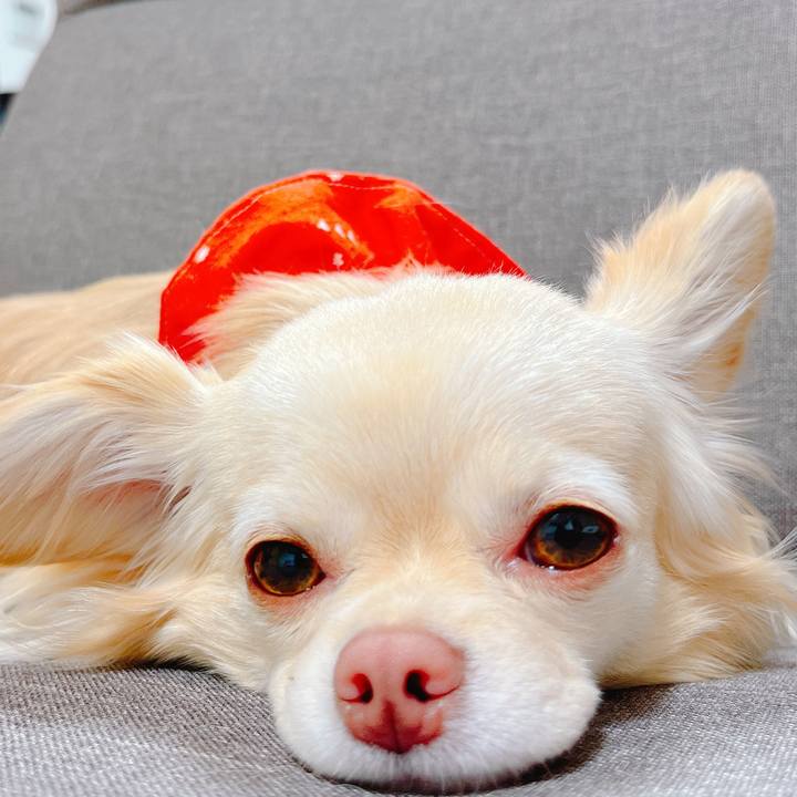 45f7846e c743 439f bf4e 6d421e6af8a5 1649819243978