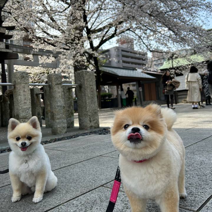 45f8d045 c0a6 4ec9 a671 549957125e28 1743933687250