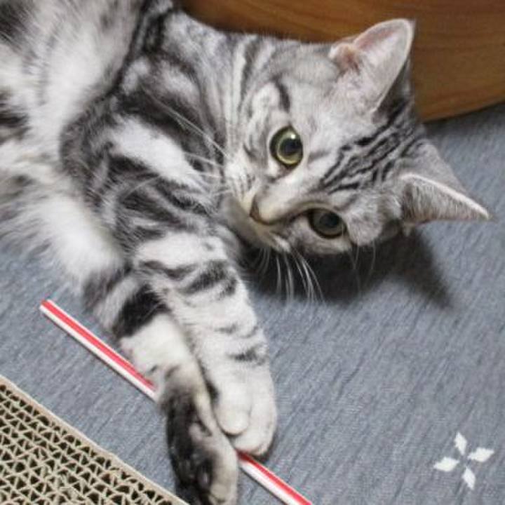 45fc7343 cd55 431f 93a1 0d7c02bfa274 1541764122160