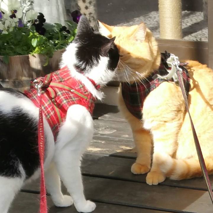 45fe32fb 68e4 4cad 9747 ee384918714c 1545364168047