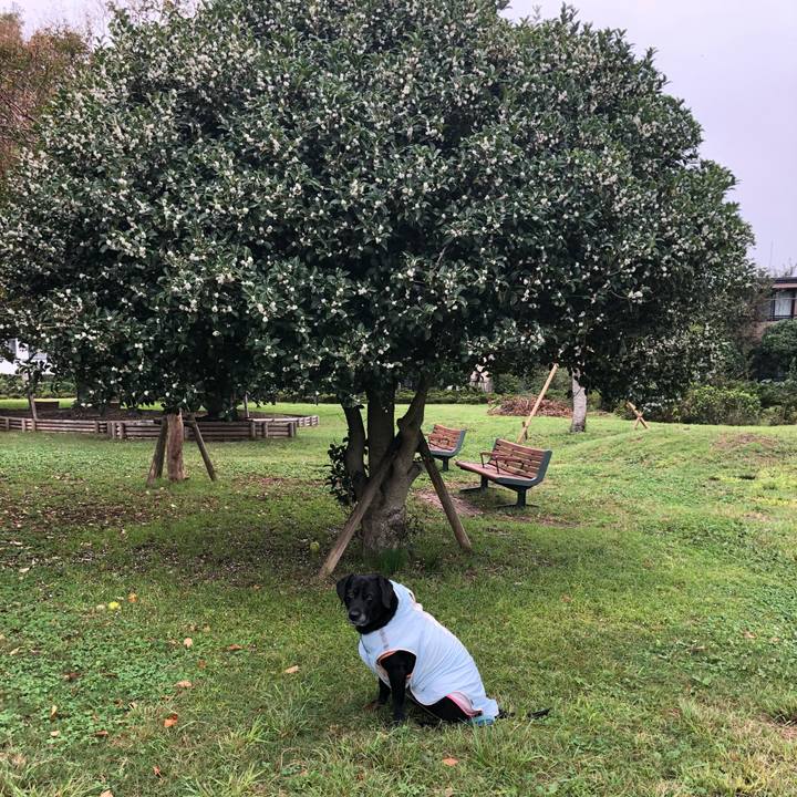 4601d325 7dcd 42db aad1 93baa4855042 1539268844767