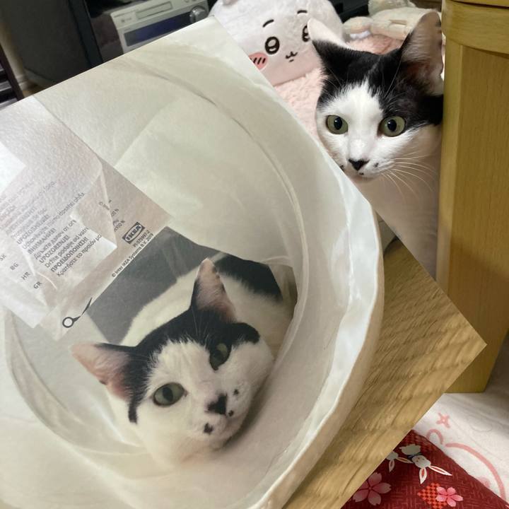 46036dd8 291e 4d70 95e4 d4bf313958b0 1761903955040