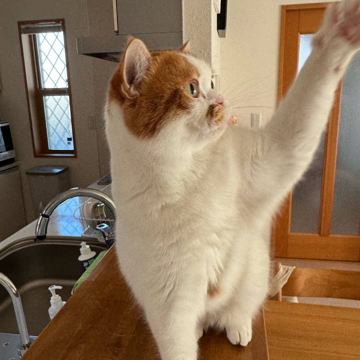 46056ee1 403b 4620 b70f 1d926af764e8 1763519104221