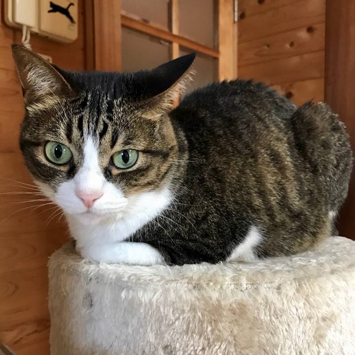 46060ed4 b1cb 486d bf15 bdd7da4d2efd 1527834537693