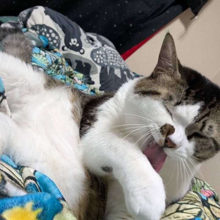 4606ed0a 0587 443e 946b aef3ab5936de 1760346516449