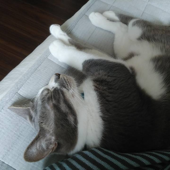 4609e2c2 c79b 4439 b15f 34a98c539fe1 1619652460370