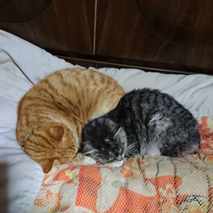 460ad6e8 e080 4bcc a13c dfdeda3758e0 1580645738526