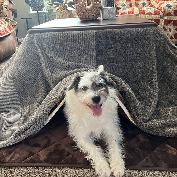 460bf453 a34c 4968 95ee 56f13faf2f2a 1705528634671