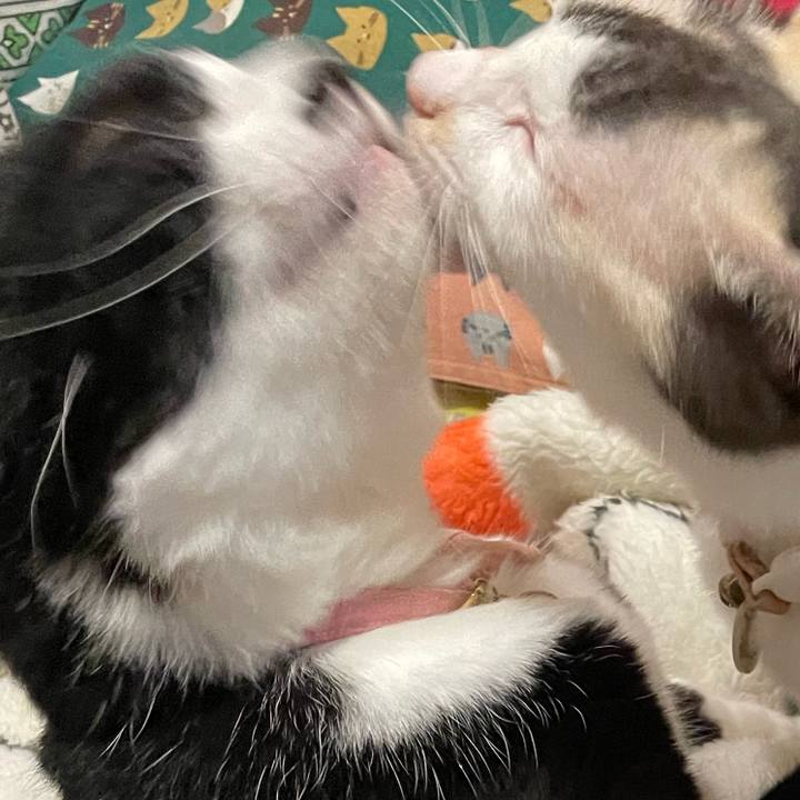 461012d3 76bf 4171 a3f2 60dbd739ab73 1761569096003