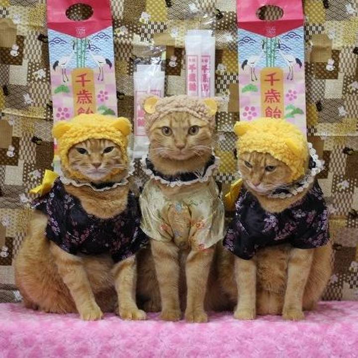 46103611 903b 4834 b46f e0896e1bff2d 1605438098711