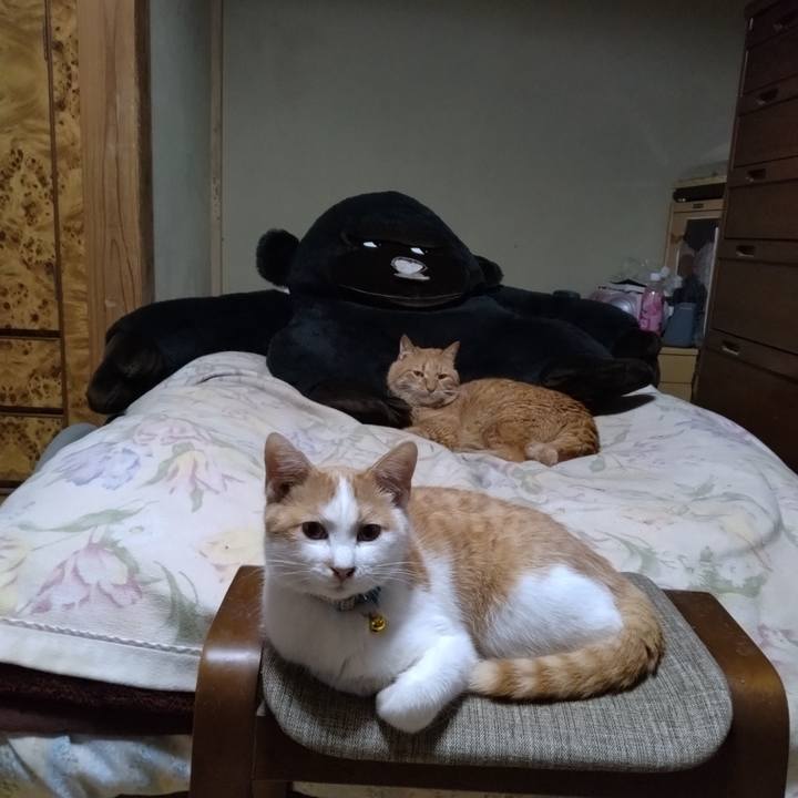 46140711 8145 428c b4fd 185ac57307c2 1734607969622