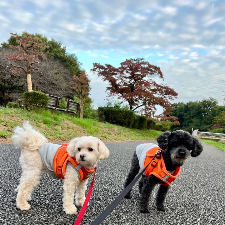 46160a9c f36d 4539 a5c6 0e0787b33506 1760948913161