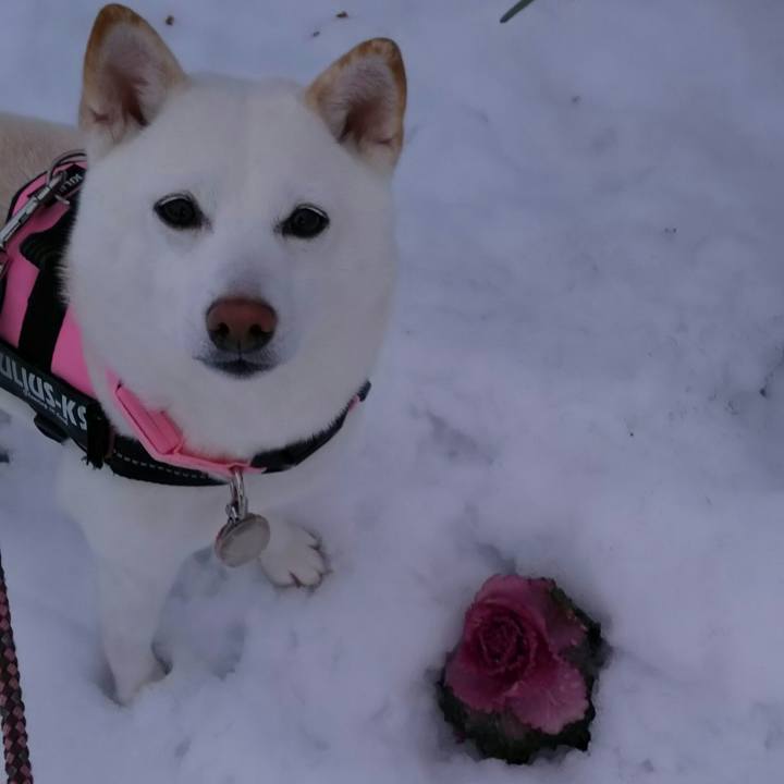 461a1438 8572 455b b420 0f31f2cd961c 1518339113160