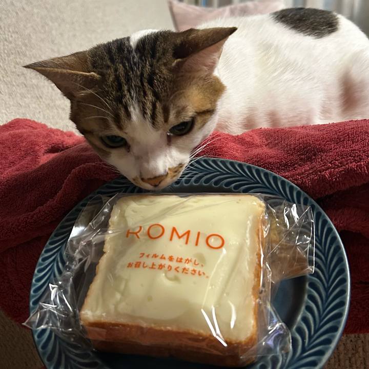 461bee56 d0bc 42d2 996f 6cf917597ace 1763850969833