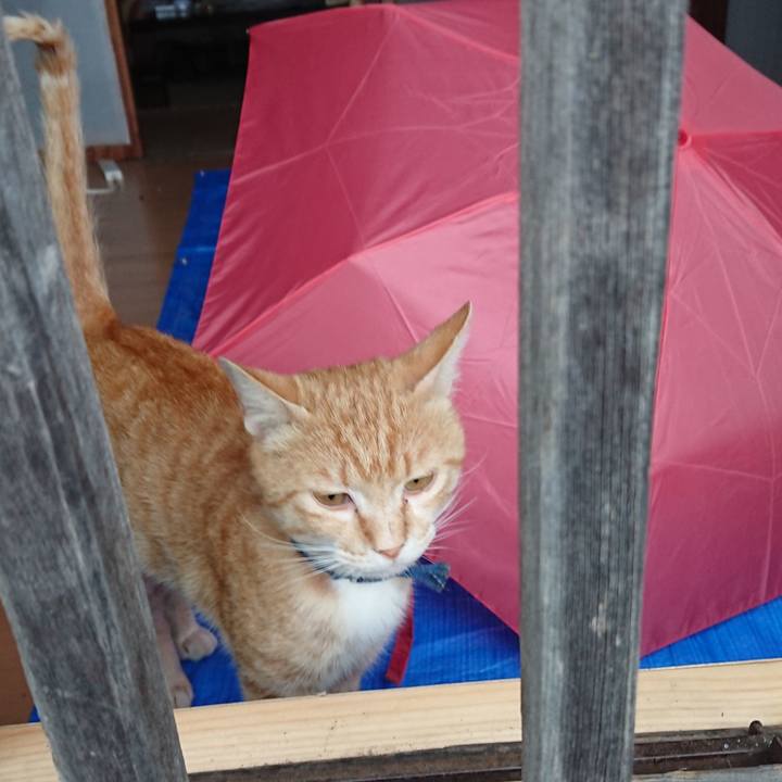 461cd5a7 1d69 4d96 8bc3 0f658a77eaec 1560936601203