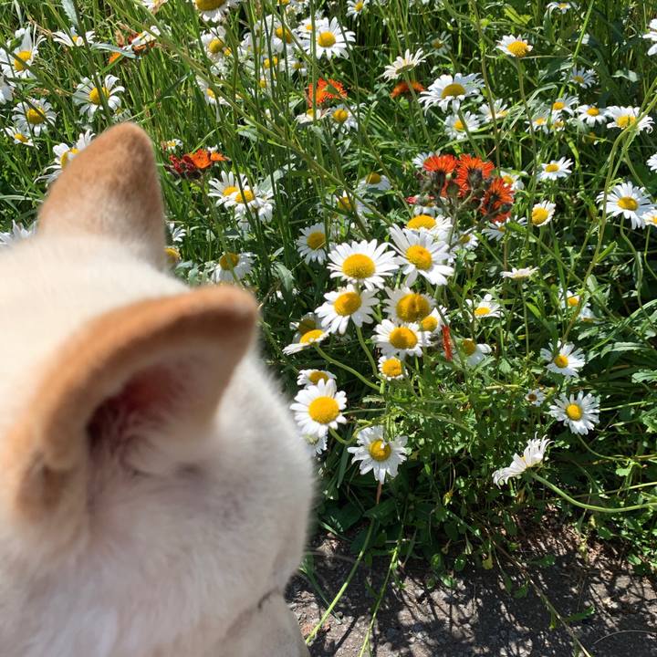 461d26e9 b98a 4049 a6e4 86513da722f2 1561499319219