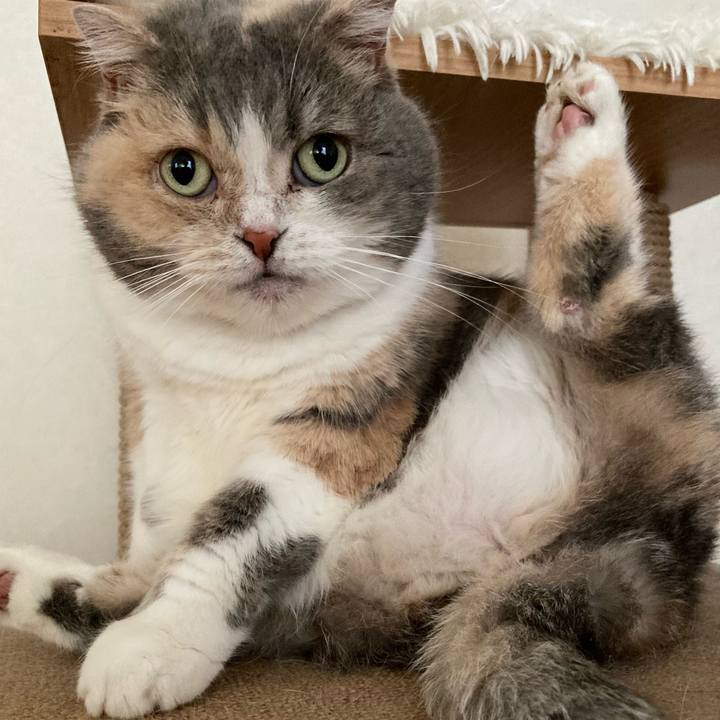 461d9154 3dad 4471 9de6 781daec9079c 1681893348568