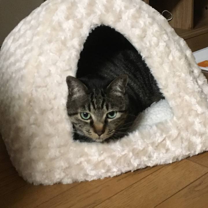 461dfc65 f1ba 4d72 98b4 e9d307a311ea 1525528905347